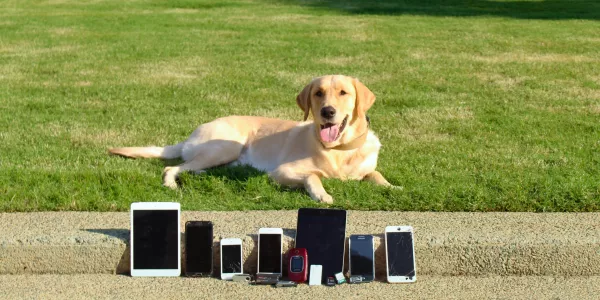 A yellow lab laying in the grass behind an assortment of electronic devices.