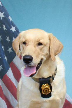 SC PPP K9 Dog, Chip